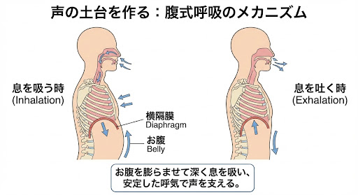 腹式呼吸のメカニズム